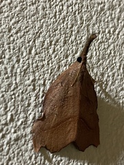 Ramphidium pselaphialis