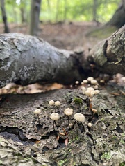 Marasmius rotula