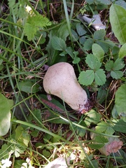 Lycoperdon excipuliforme