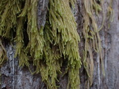 Hypnum circinale