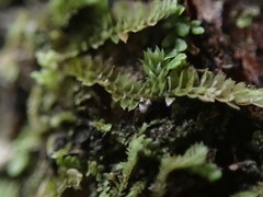 Douinia ovata