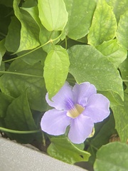 Thunbergia grandiflora