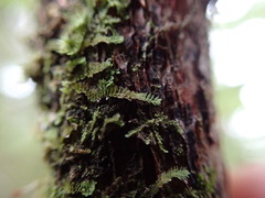 Douinia ovata