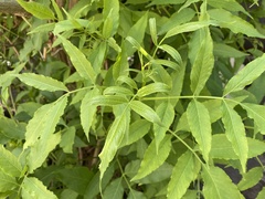 Sambucus cerulea