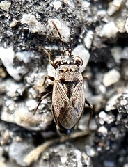 Geocoris