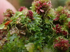 Riccardia chamedryfolia