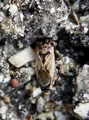 Geocoris