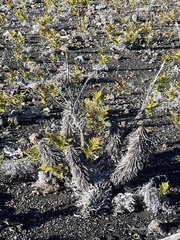 Argyroxiphium × Dubautia