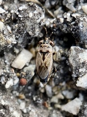Geocoris