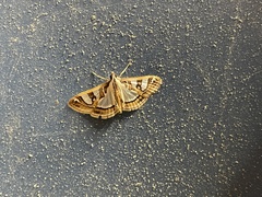 Glyphodes sibillalis