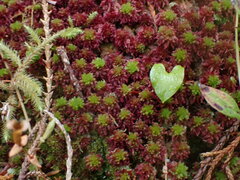 Sphagnum capillifolium