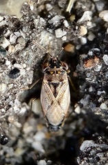 Geocoris