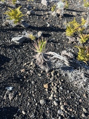 Argyroxiphium × Dubautia