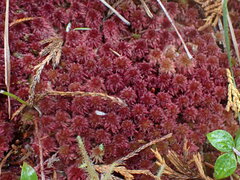 Sphagnum capillifolium