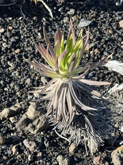 Argyroxiphium × Dubautia