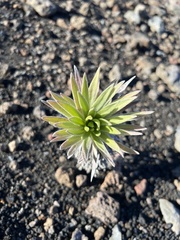 Argyroxiphium × Dubautia