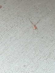 Latrodectus geometricus