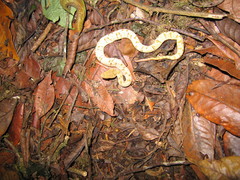 Bothrops osbornei