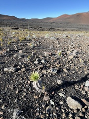 Argyroxiphium × Dubautia