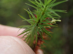 Polytrichum formosum