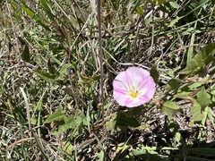 Convolvulus