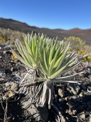 Argyroxiphium × Dubautia