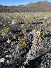 Argyroxiphium × Dubautia