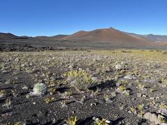 Argyroxiphium × Dubautia