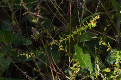 Symphyotrichum walteri