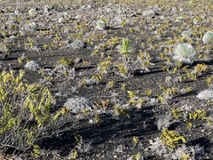 Argyroxiphium × Dubautia