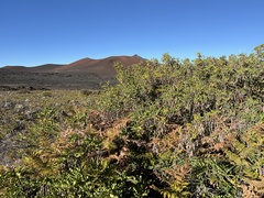 Sophora chrysophylla