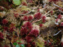 Sphagnum rubellum