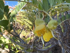 Sophora chrysophylla