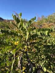 Sophora chrysophylla
