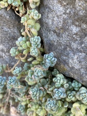 Sedum dasyphyllum