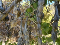 Sophora chrysophylla
