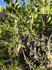 Sophora chrysophylla