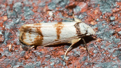 Chezala brachypepla