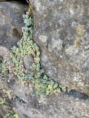 Sedum dasyphyllum