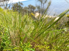 Austrostipa elegantissima