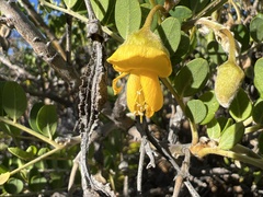 Sophora chrysophylla