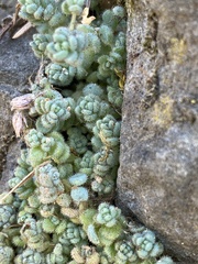 Sedum dasyphyllum