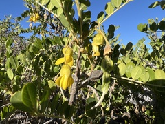 Sophora chrysophylla