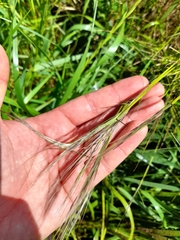 Austrostipa elegantissima