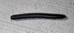 Diplopoda
