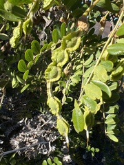 Sophora chrysophylla
