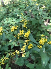 Solidago ulmifolia