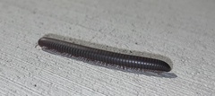 Diplopoda