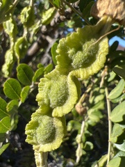 Sophora chrysophylla