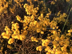 Acacia spinescens